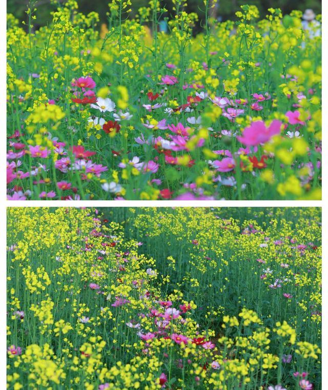 版畫村遇上色彩斑斕的油菜花海，太美太夢幻