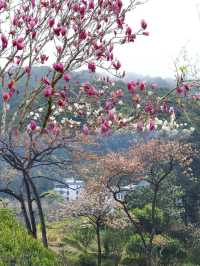 廣州之巔·阿婆六村！雲端花海美到窒息！