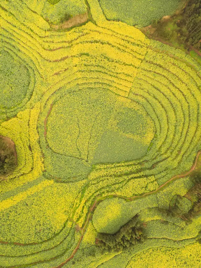 How can spring be without rapeseed flowers? Here is a guide to viewing rapeseed flowers in Luoping