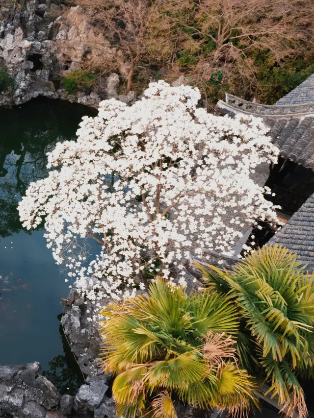 Limited-time spring offer in Jiangnan: The breathtaking beauty of Yulan magnolias at He Garden