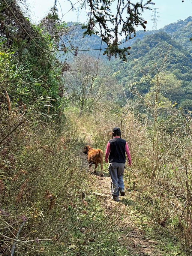 永泰橫串古道，小眾景點，太美了！