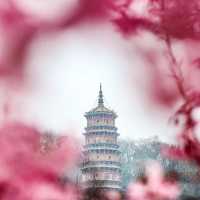 武漢｜誰能想到我竟在商場賞櫻🌸