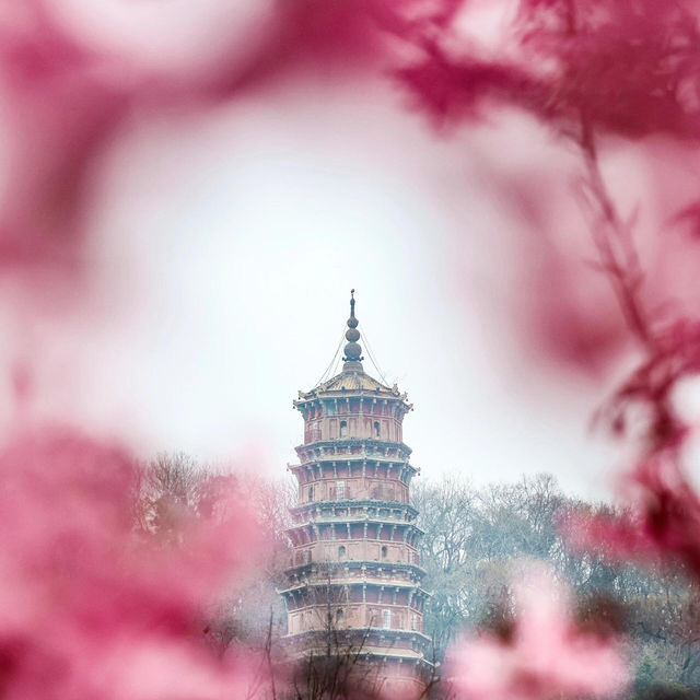 武漢｜誰能想到我竟在商場賞櫻🌸