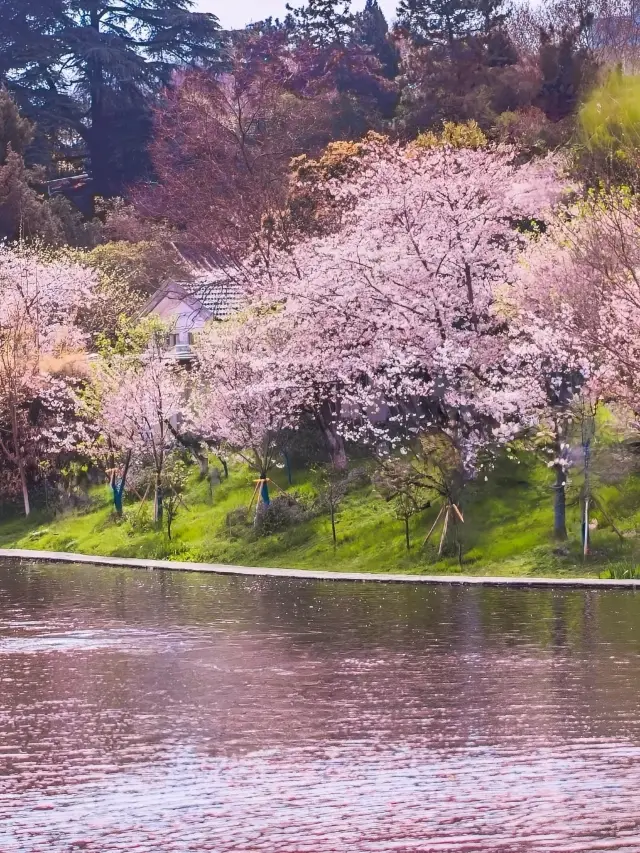 Your Guide to Xuanwu Lake's Cherry Blossom Season: Avoid the Crowds!