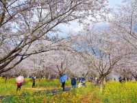 誤入現實版莫奈花園 武漢小眾賞櫻新地標