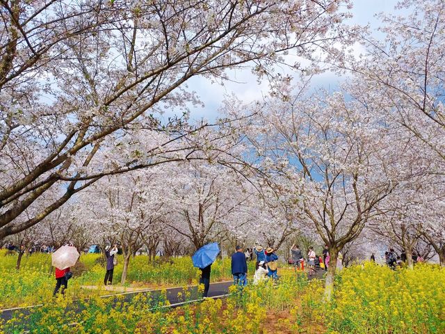 誤入現實版莫奈花園 武漢小眾賞櫻新地標