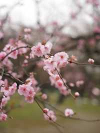 杭州四眼井賞桃花攻略