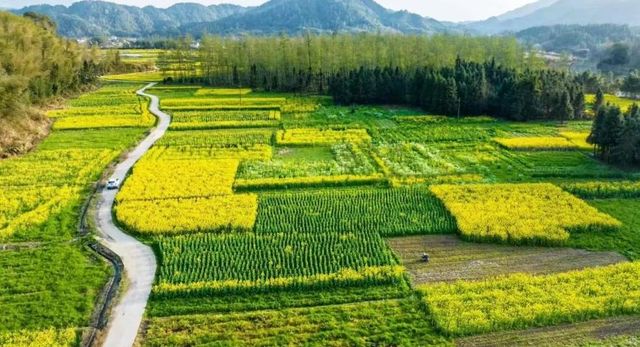 賞花指南 |一起來看銅鼓的「花花世界」！