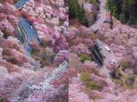 闖入日本賞櫻天花板，邂逅 3 萬株千本櫻