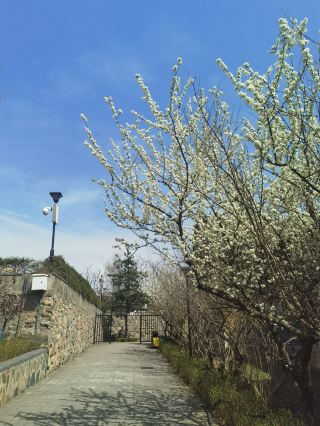Spring Equinox brings life to all things. Come to Dihua Ancient Town to enjoy the flowers and willows.