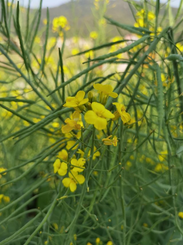鄉間村野油菜花故