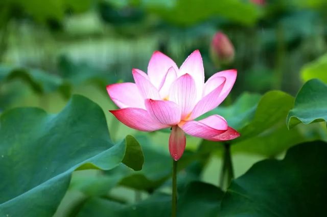嚟姚西賞蓮啦，承包您成個夏天嘅浪漫……