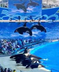 首次遊玩必讀！上海海昌海洋公園10大「避坑」指南 