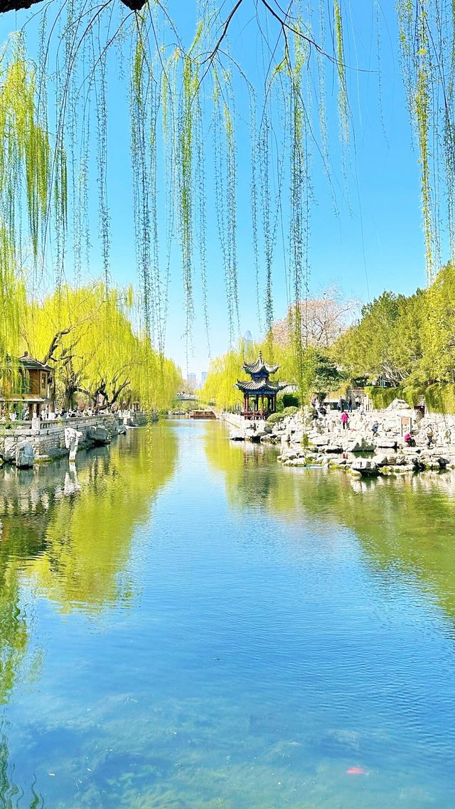 3月實拍|濟南的春天真的絕了 3月實拍|濟南的春天真的絕了