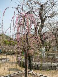 花開海上生態園