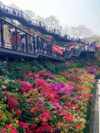 深圳玉龍公園：都市中的靜謐桃源
