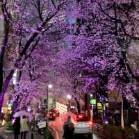 被澀谷夜櫻美到失語，東京限定浪漫