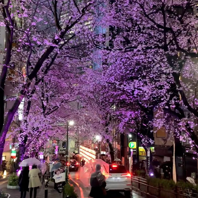 被澀谷夜櫻美到失語，東京限定浪漫