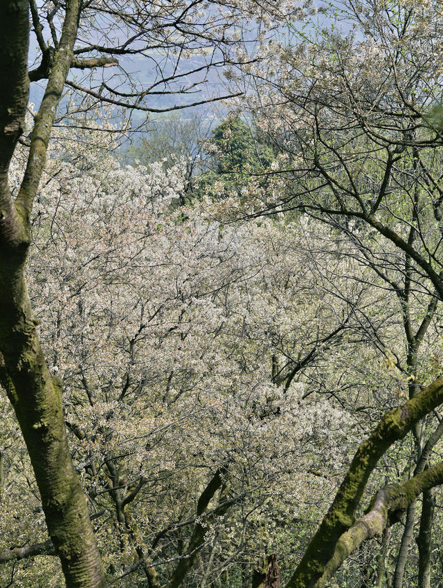 什邡仙居山 | 仲會二刷嘅吸氧徒步地