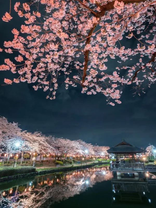 埼玉県東松山市の上沼公園で桜を楽しむ方法