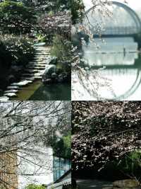 各位，望月公園嘅櫻花唔等人喇！宜家就出發啦！