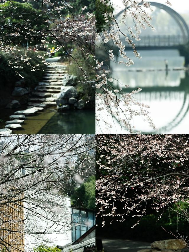 各位，望月公園嘅櫻花唔等人喇！宜家就出發啦！