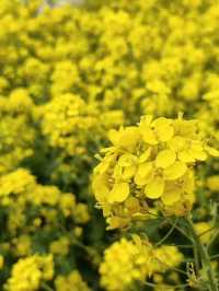 台州油菜花賞花攻略
