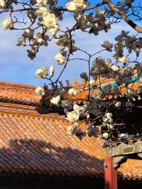 北京故宮｜春天紫禁城賞花季