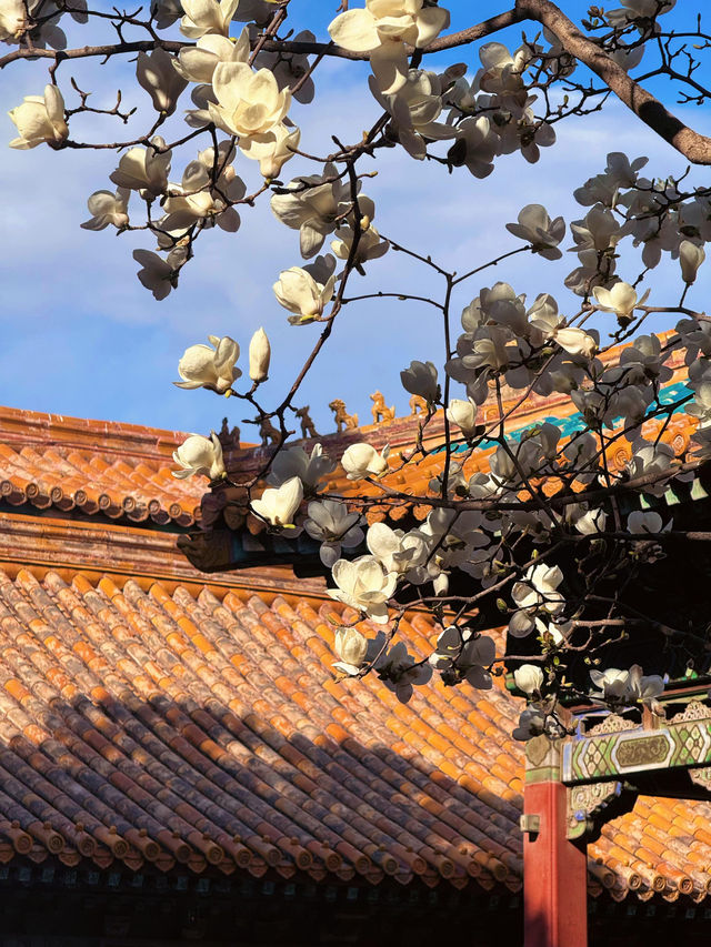 北京故宮｜春天紫禁城賞花季