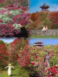 高鐵直達！這片漫山杜鵑花海，美到我失語