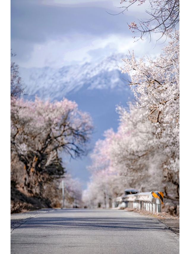 林芝 | 奔赴一場雪山與桃花的約會