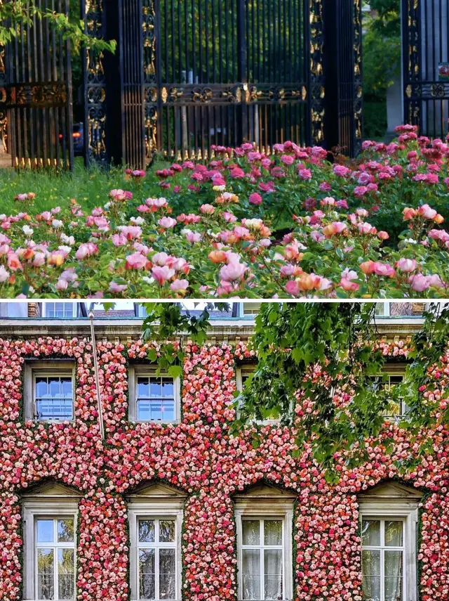 Chelsea Flower Show | An Awakening Journey for the Senses