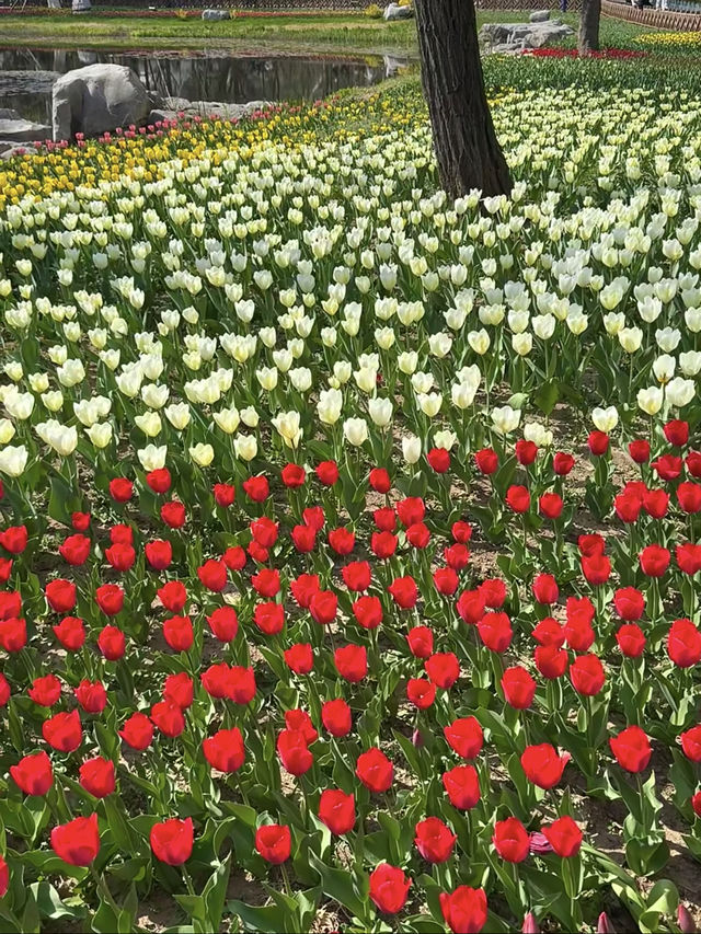 中山公園青島鬱金香美暈了