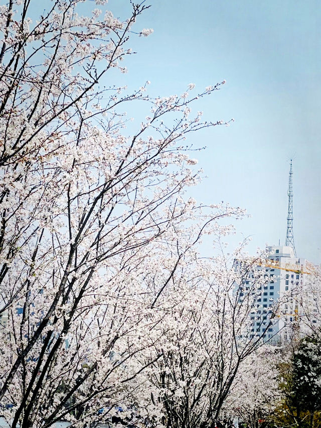  探尋上海街角樱花浪漫