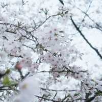 🌸武漢限定浪漫！把春天一口氣打包帶走✨