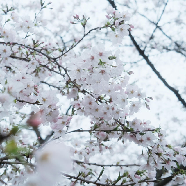 🌸武漢限定浪漫！把春天一口氣打包帶走✨