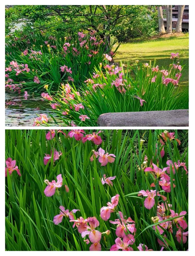 闖入杭州莫奈花園，邂逅鳶尾花海。