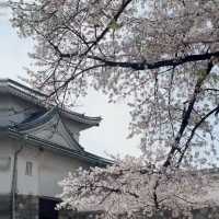 名古屋私藏櫻花地圖｜鶴舞公園的春日心動密碼
