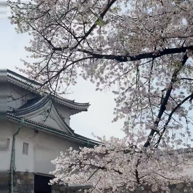 名古屋私藏櫻花地圖｜鶴舞公園的春日心動密碼