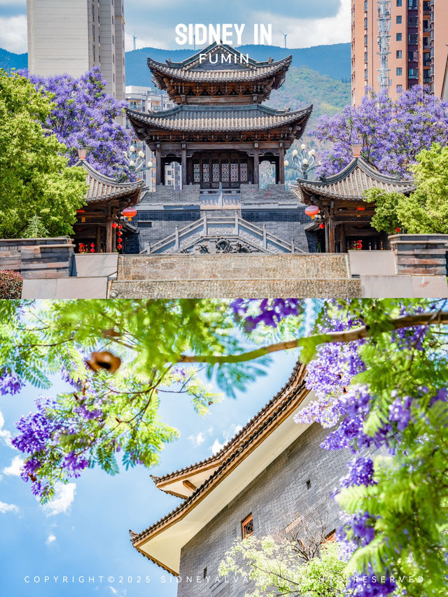 昆明人擠人？來這個小眾點拍藍花楹吧❗️