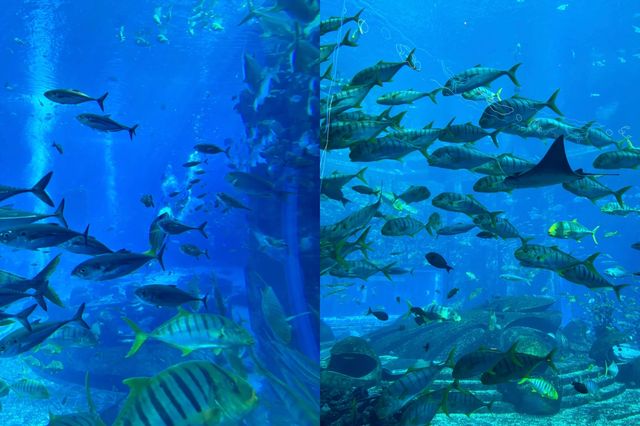 三亞亞特蘭蒂斯終極攻略：夢幻海洋之旅