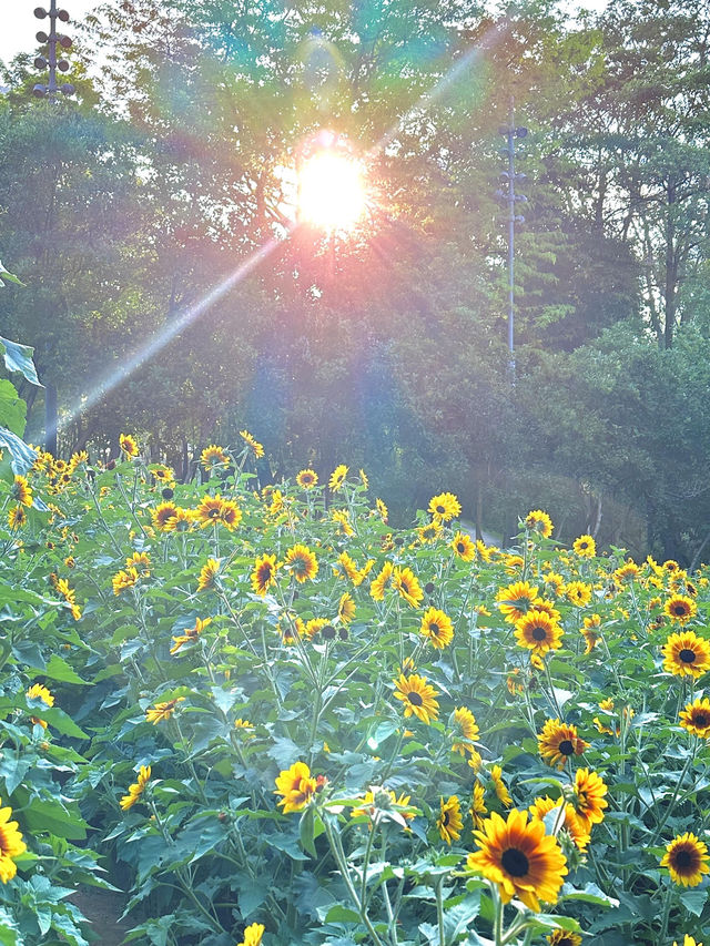 深圳福田的寶子們衝啊！🆕超近市中心的向日葵花海現身市民中心🌻不用遠赴郊區，地鐵直達就能擁抱整片金燦燦的浪漫！
