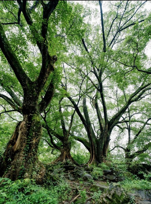 貴州｜與世隔絕的陸家寨古榕村