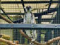 Hong Kong’s Free Zoo in the Middle of the City! 
