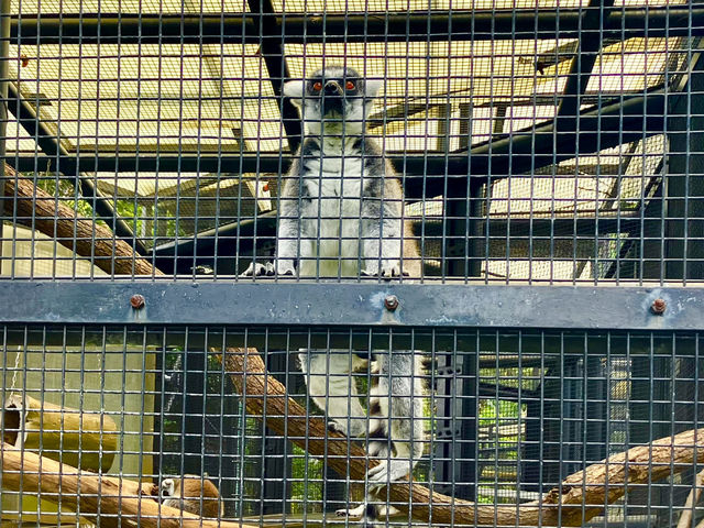 Hong Kong’s Free Zoo in the Middle of the City! 