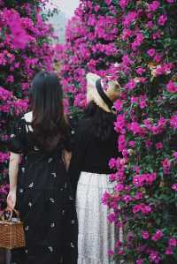 闖入現實版莫奈花園｜昆明周邊宜良三角梅瀑布