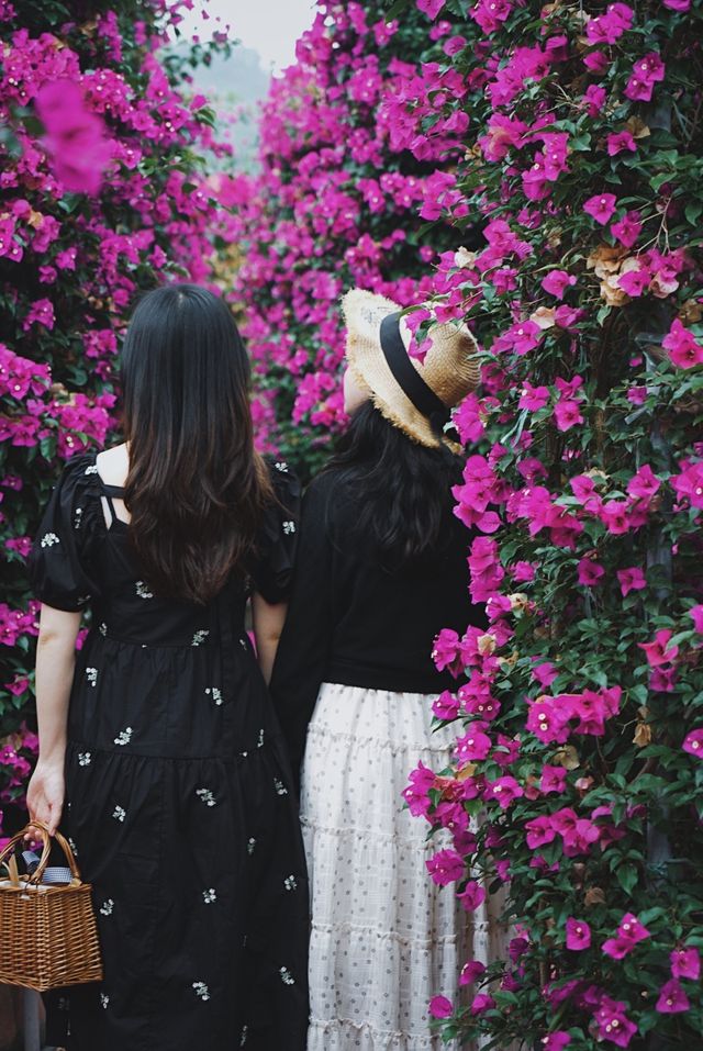 闖入現實版莫奈花園｜昆明周邊宜良三角梅瀑布