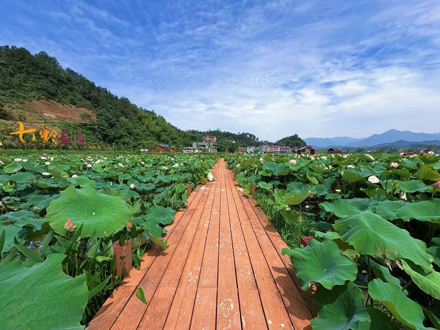學子專屬！考完試嚟呢度賞荷玩樂，福利大放送！