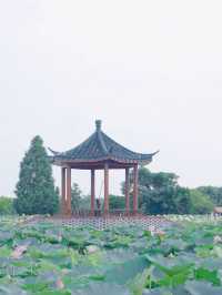 荷風醉客處，馬鳴入夢來