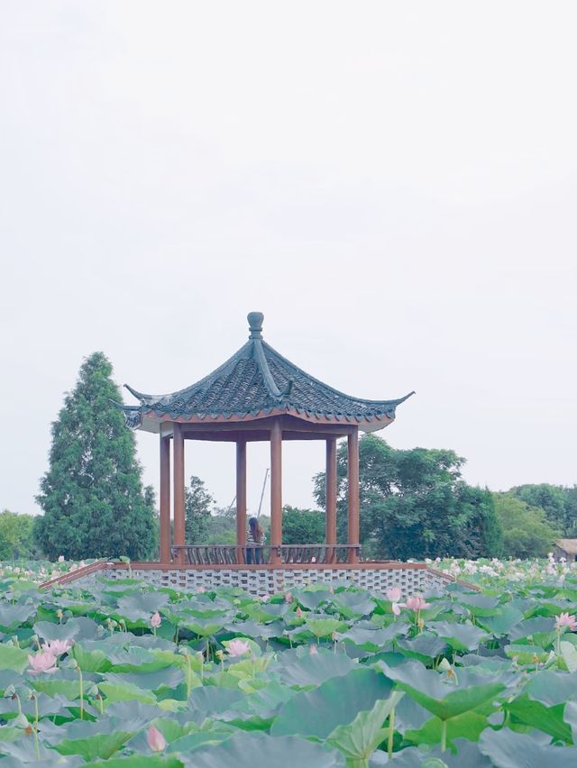 荷風醉客處，馬鳴入夢來